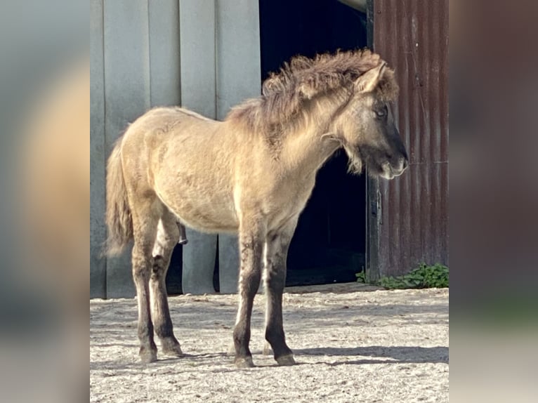 Icelandic Horse Stallion 1 year 13,2 hh Dun in Gaißau