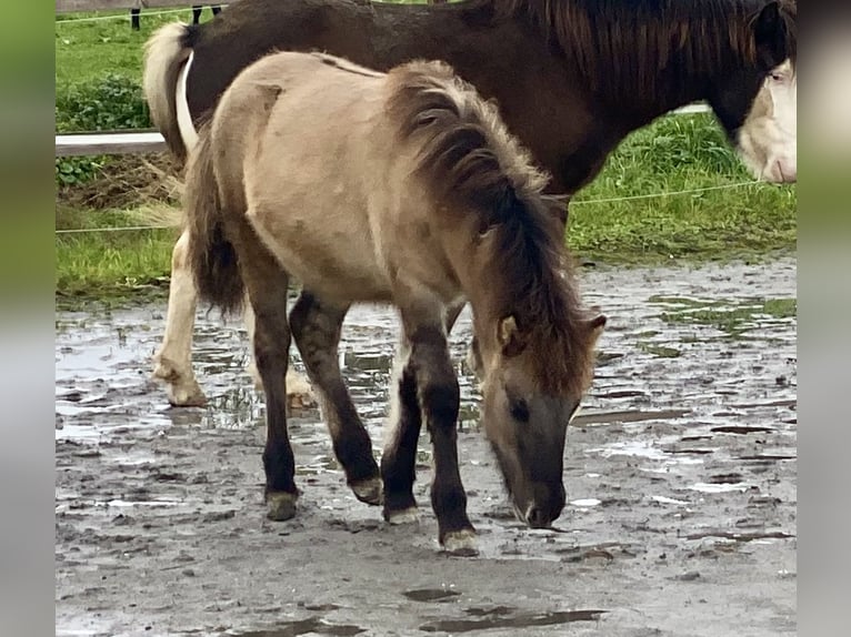 Icelandic Horse Stallion 1 year 13,2 hh Dun in Gaißau