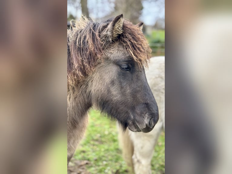 Icelandic Horse Stallion 1 year 13,2 hh in Ulrichsberg