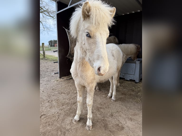 Icelandic Horse Stallion 1 year 13,2 hh Pinto in Freren