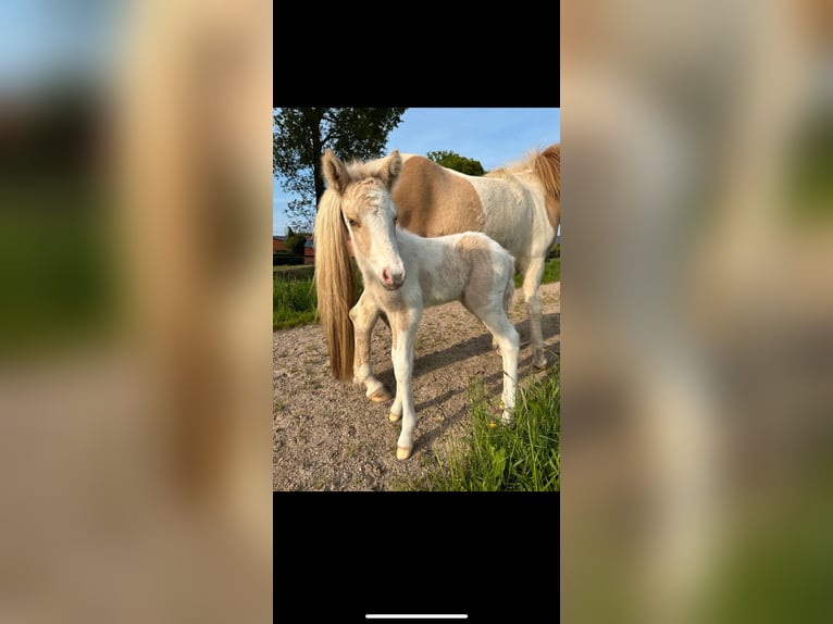 Icelandic Horse Stallion 1 year 13,2 hh Pinto in Freren