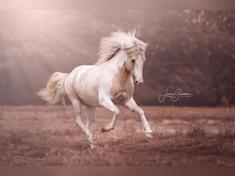 Icelandic Horse Stallion 1 year 13,2 hh Pinto in Freren