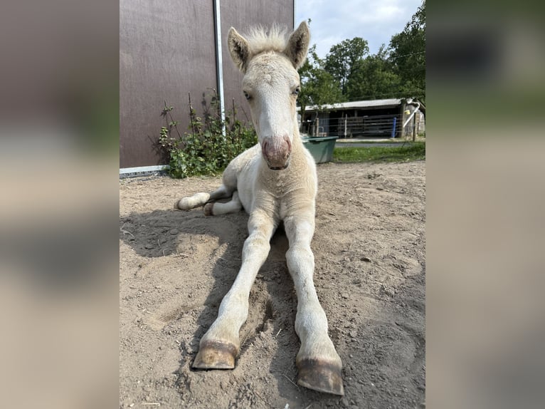 Icelandic Horse Stallion 1 year 13,2 hh Pinto in Freren