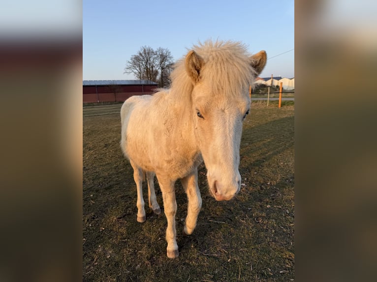 Icelandic Horse Stallion 1 year 13,2 hh Pinto in Freren