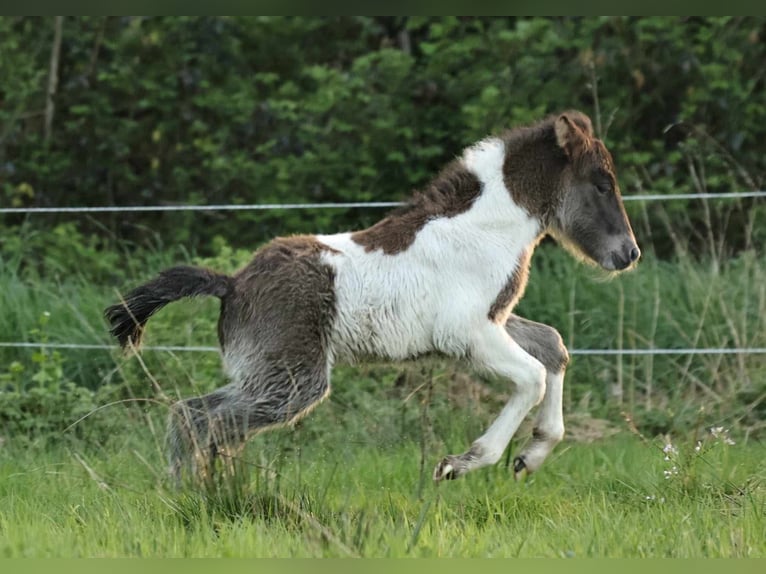 Icelandic Horse Stallion 1 year 13.2 hh Pinto in Südlohn