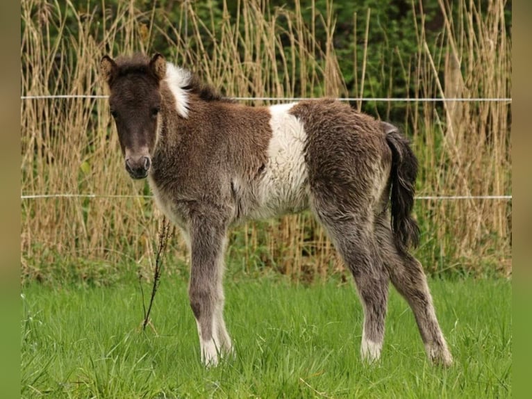 Icelandic Horse Stallion 1 year 13.2 hh Pinto in Südlohn