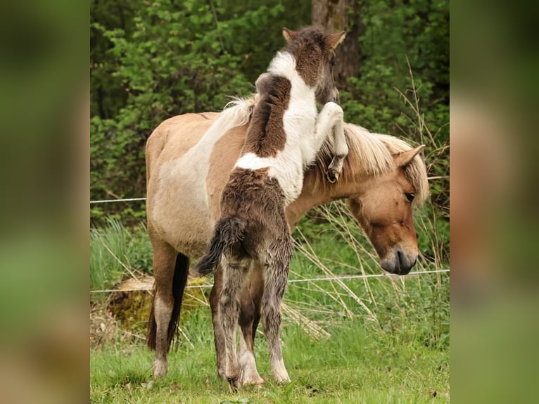 Icelandic Horse Stallion 1 year 13.2 hh Pinto in Südlohn