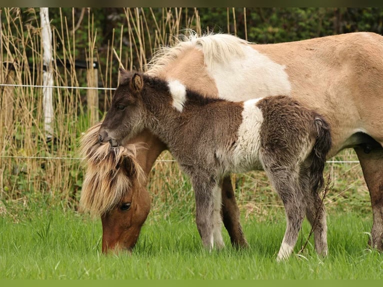 Icelandic Horse Stallion 1 year 13.2 hh Pinto in Südlohn