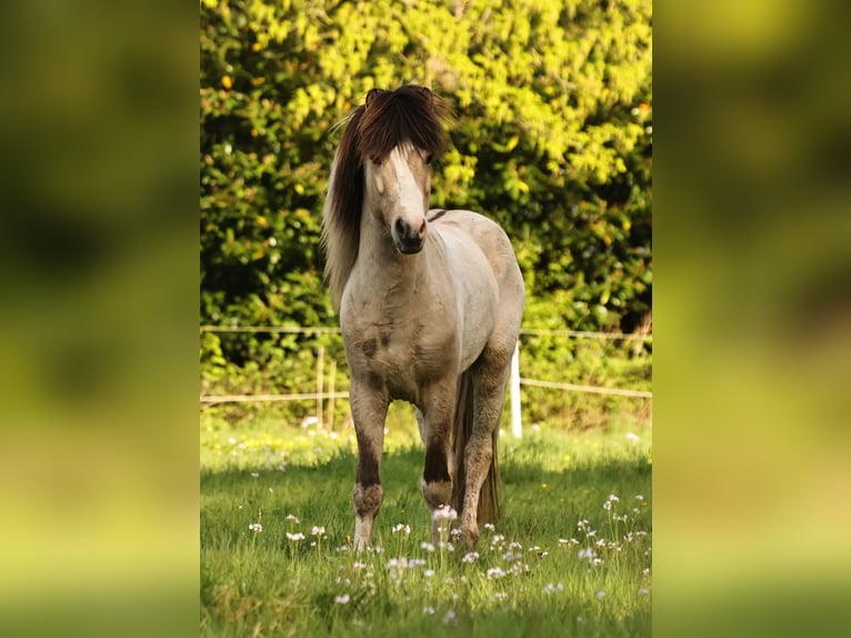 Icelandic Horse Stallion 1 year 13.2 hh Pinto in Südlohn