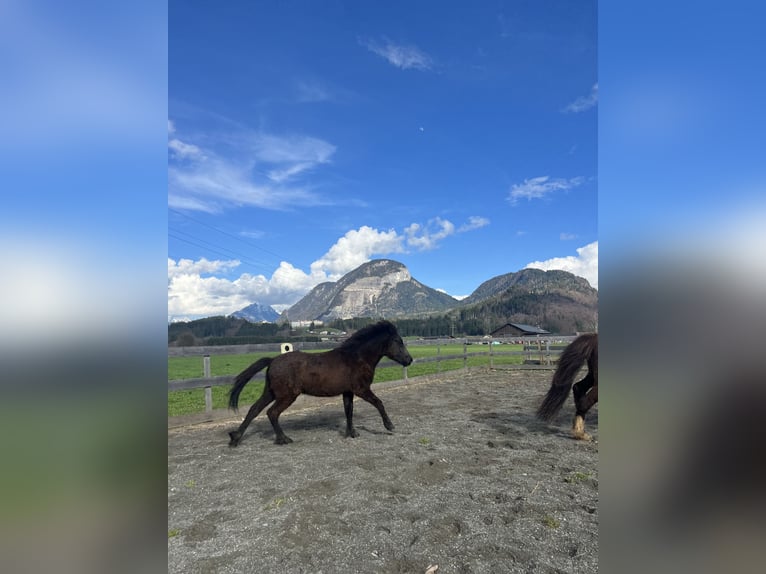 Icelandic Horse Stallion 1 year 13,3 hh Gray-Dark-Tan in Kirchbichl