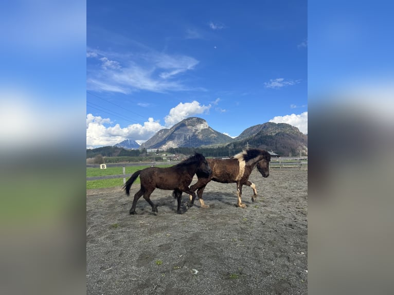 Icelandic Horse Stallion 1 year 13,3 hh Gray-Dark-Tan in Kirchbichl