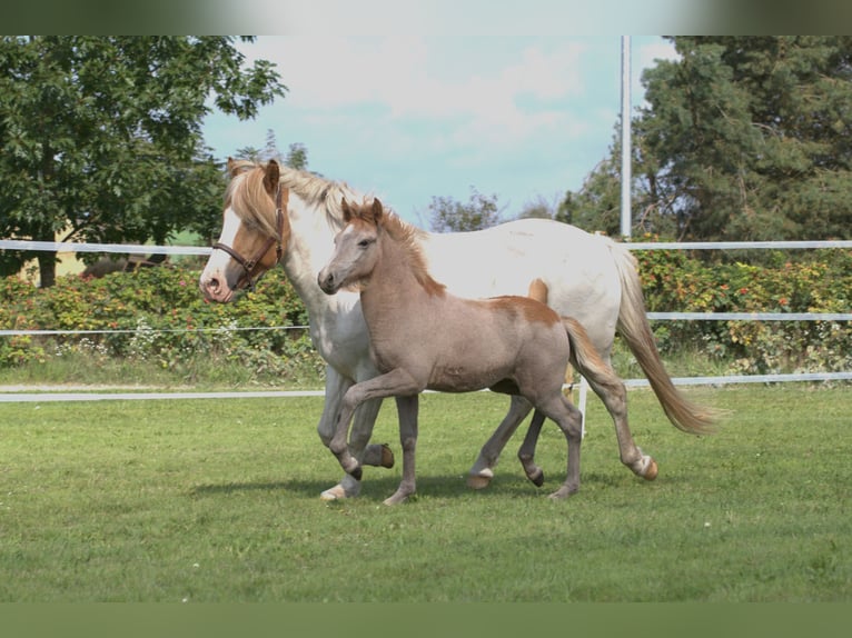 Icelandic Horse Stallion 1 year 13,3 hh Gray-Red-Tan in Wahrenholz