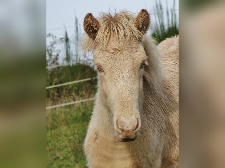 Icelandic Horse Stallion 1 year 13,3 hh Perlino in Saarland