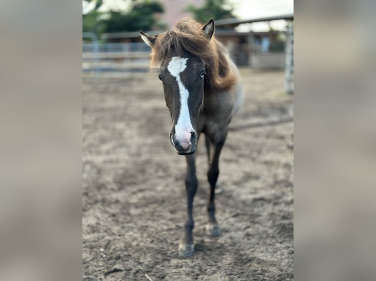 Icelandic Horse Stallion 1 year 13,2 hh Grullo in Gallin