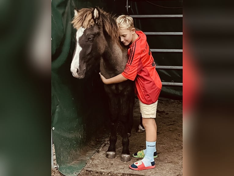 Icelandic Horse Stallion 1 year 13,2 hh Grullo in Gallin