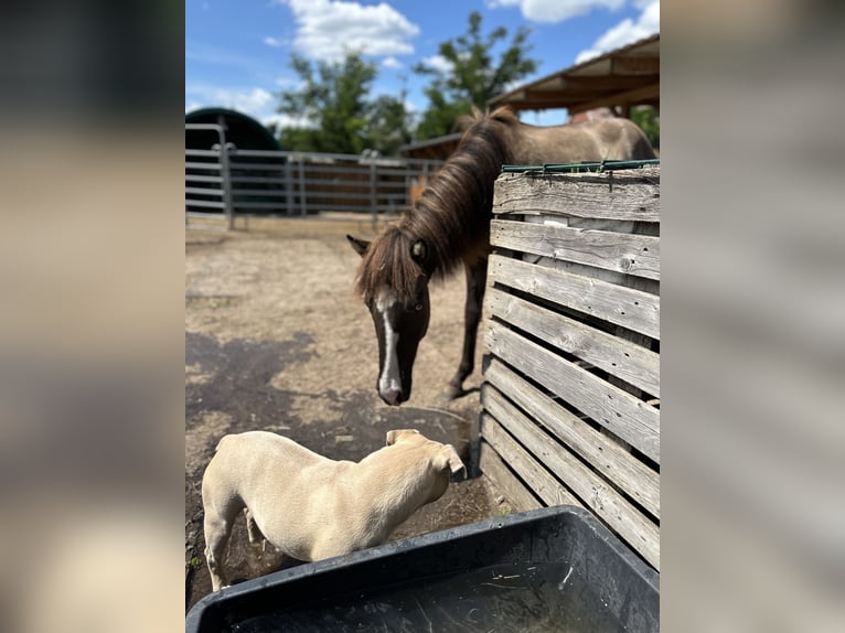 Icelandic Horse Stallion 1 year 13,2 hh Grullo in Gallin