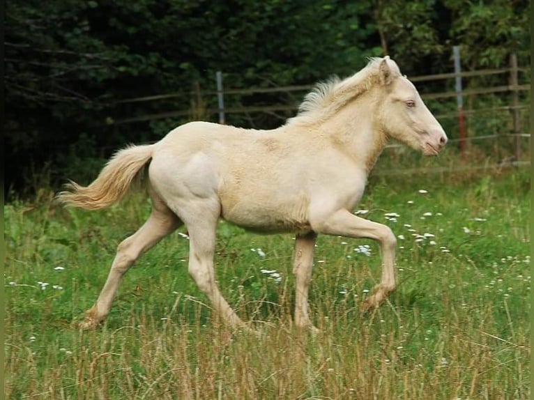 Icelandic Horse Stallion 1 year 13,2 hh Perlino in Saarland