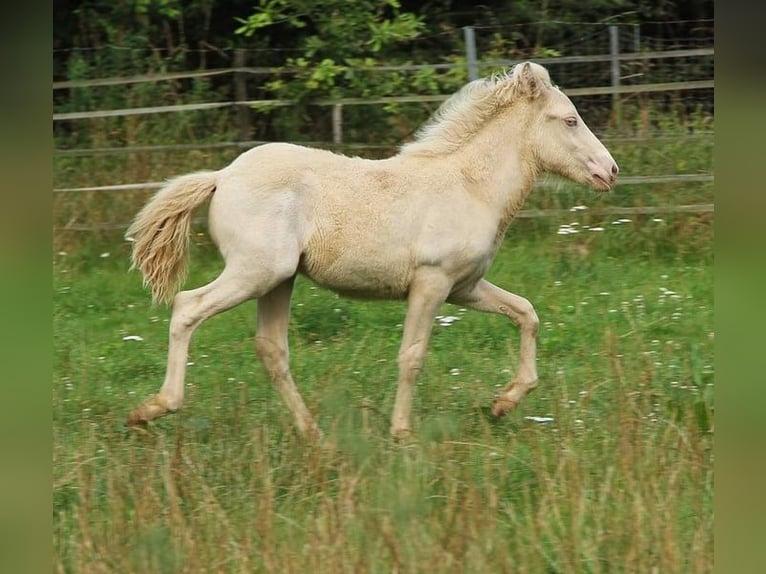 Icelandic Horse Stallion 1 year 13,2 hh Perlino in Saarland