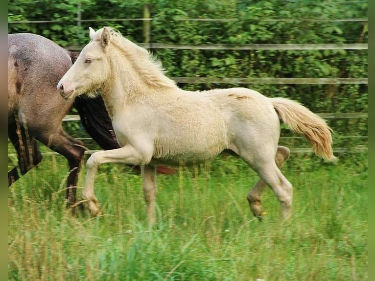 Icelandic Horse Stallion 1 year 13,2 hh Perlino in Saarland