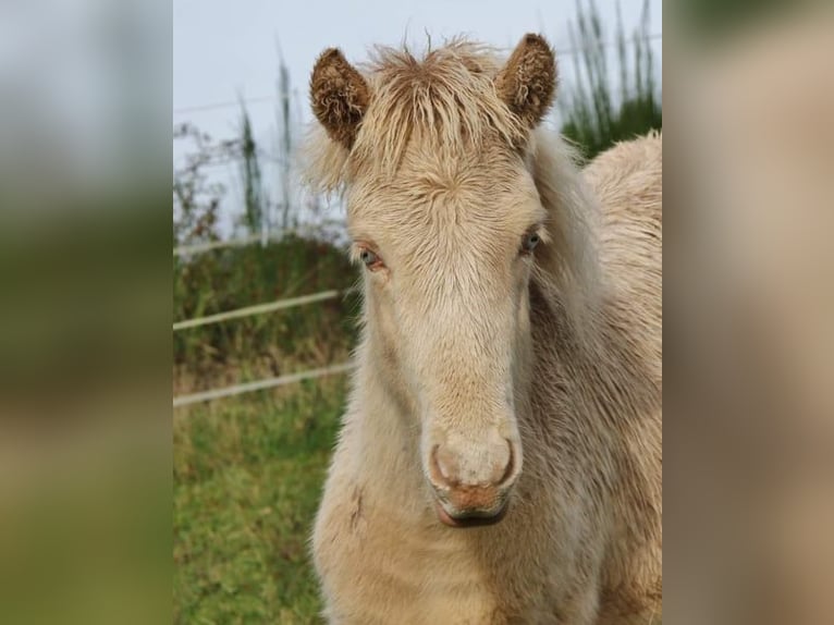 Icelandic Horse Stallion 1 year 13,2 hh Perlino in Saarland