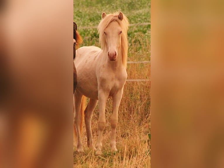 Icelandic Horse Stallion 1 year 13,2 hh Perlino in Saarland