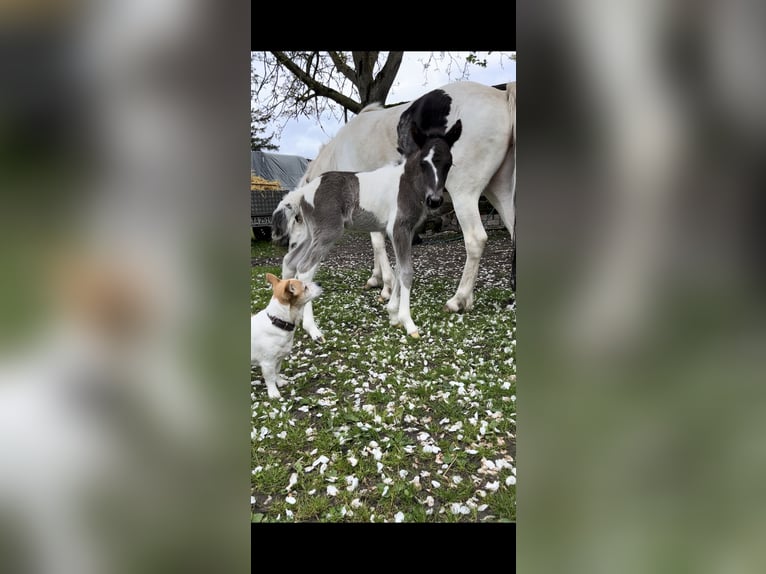 Icelandic Horse Stallion 1 year 13,2 hh Pinto in Philippsburg