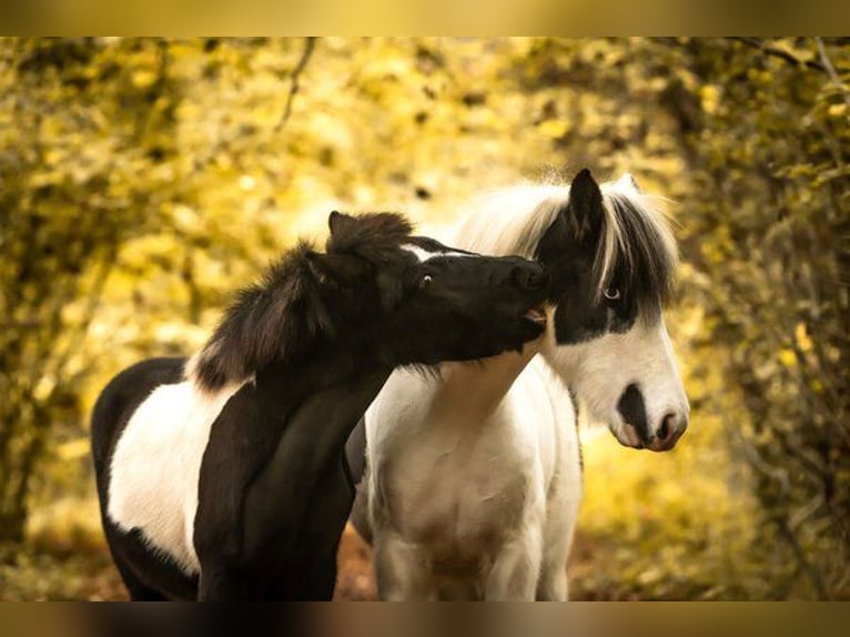 Icelandic Horse Stallion 1 year 13,2 hh Pinto in Philippsburg