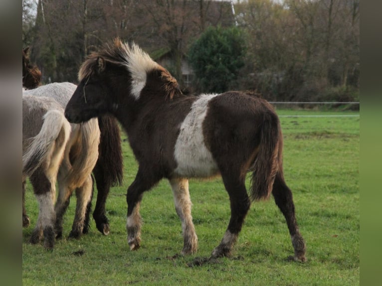 Icelandic Horse Stallion 1 year 13,2 hh Pinto in Südlohn