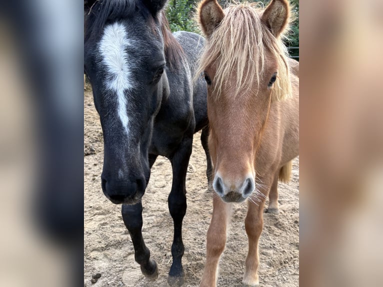 Icelandic Horse Stallion 1 year 13,2 hh Red Dun in Oerel