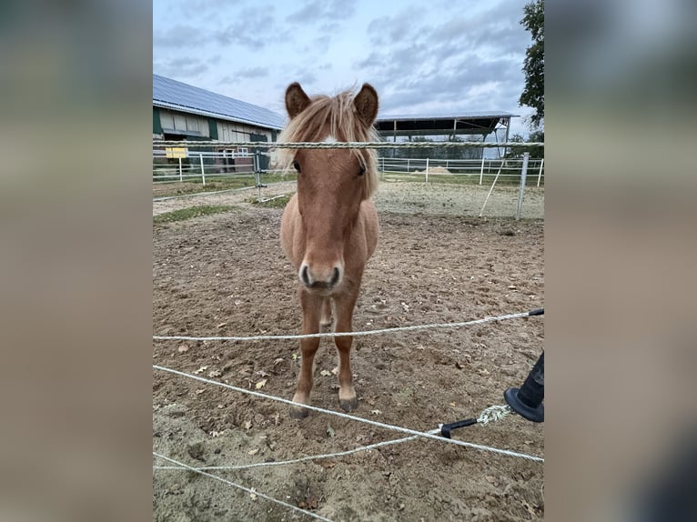 Icelandic Horse Stallion 1 year 13,2 hh Red Dun in Oerel