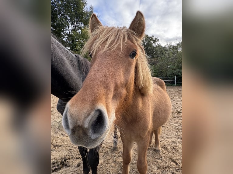 Icelandic Horse Stallion 1 year 13,2 hh Red Dun in Oerel