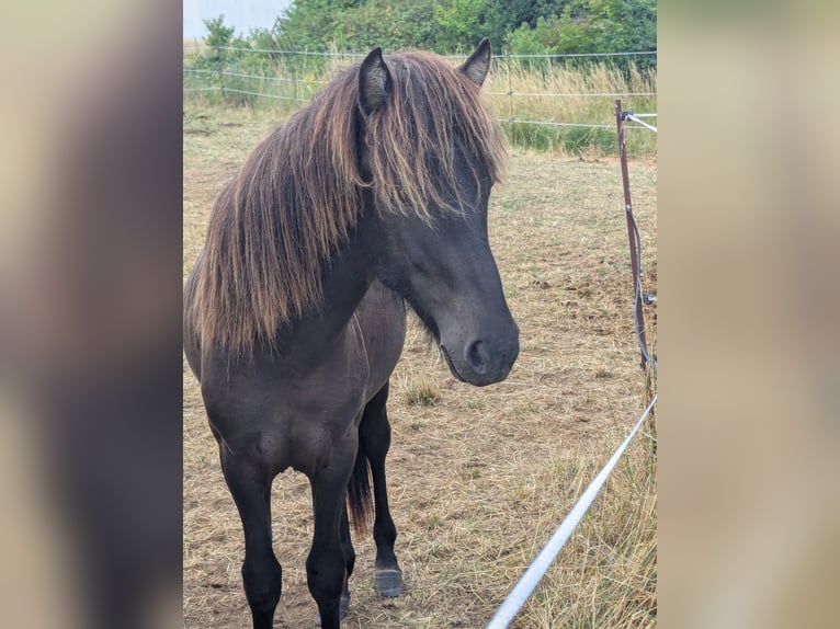 Icelandic Horse Stallion 1 year 13,3 hh Black in Lauterhofen