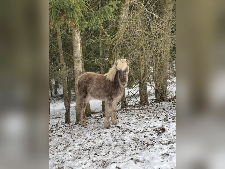 Icelandic Horse Stallion 1 year 13,3 hh Cremello in FuldaFulda