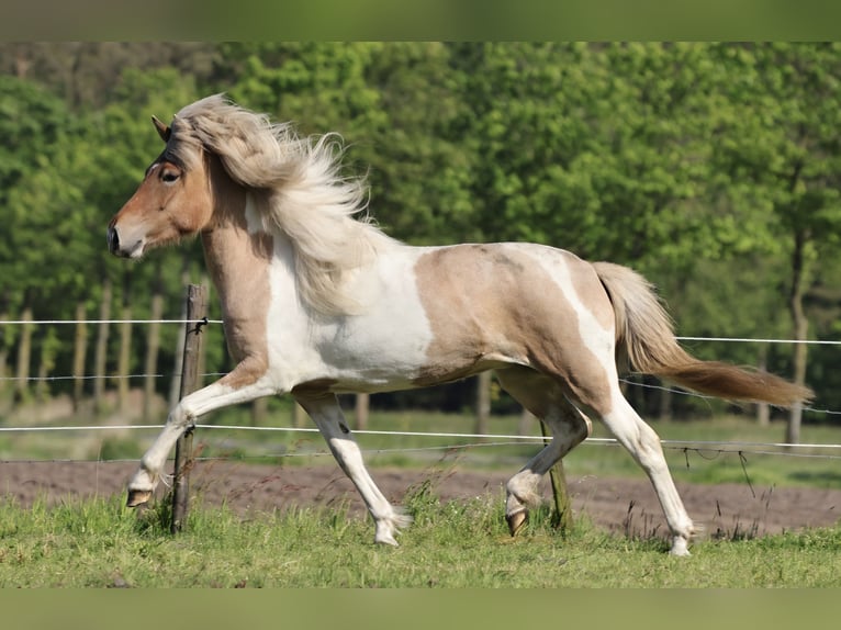 Icelandic Horse Stallion 1 year 13,3 hh in Südlohn
