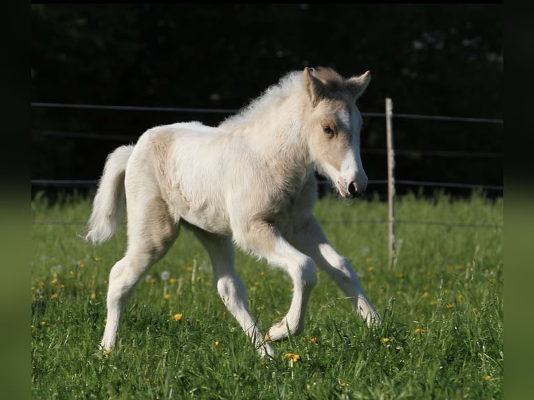 Icelandic Horse Stallion 1 year 13,3 hh in Südlohn