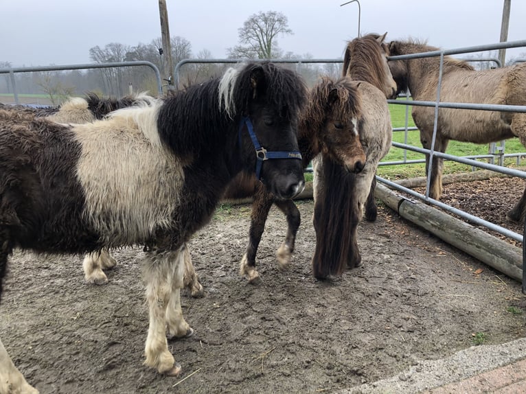 Icelandic Horse Stallion 1 year 13,3 hh Tobiano-all-colors in Fislisbach