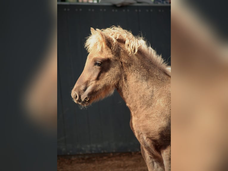 Icelandic Horse Stallion 1 year 14.1 hh Dun in Lehmrade