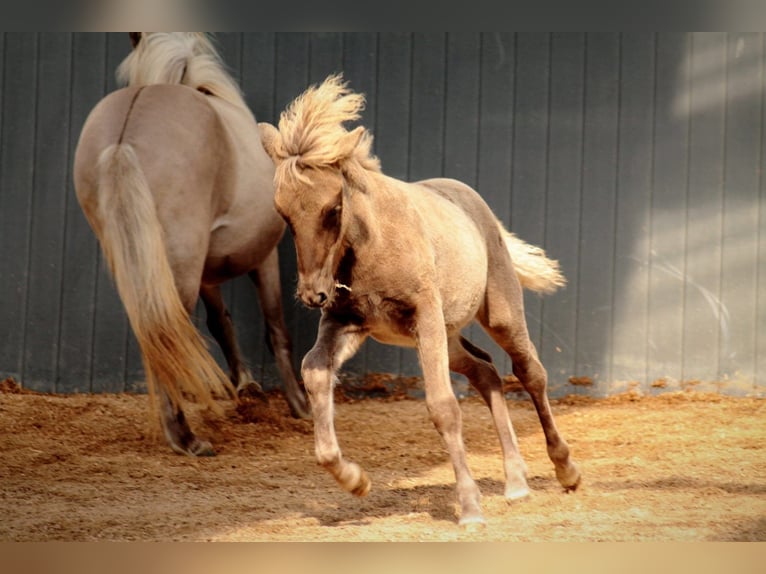 Icelandic Horse Stallion 1 year 14.1 hh Dun in Lehmrade