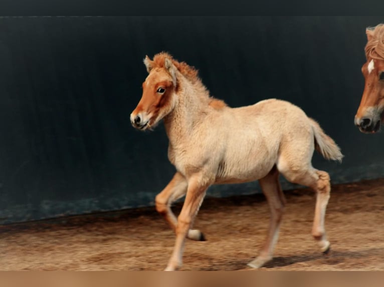 Icelandic Horse Stallion 1 year 14.1 hh Dun in Lehmrade