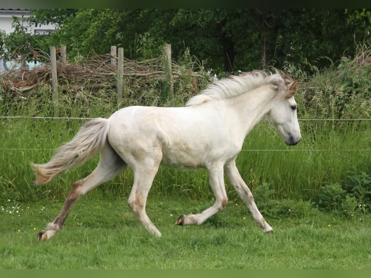 Icelandic Horse Stallion 1 year 14,1 hh Roan-Bay in Südlohn