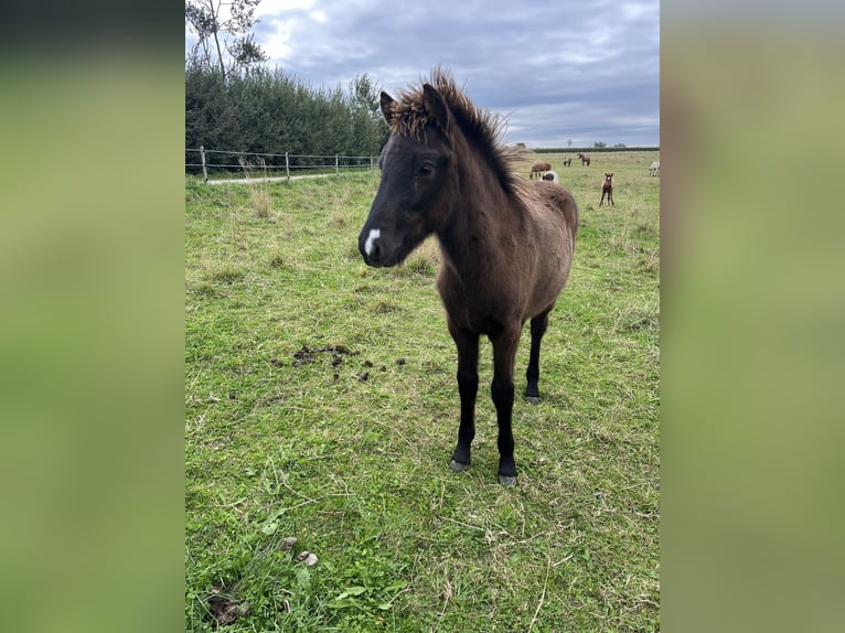 Icelandic Horse Stallion 1 year 14 hh Black in Hohenfelde