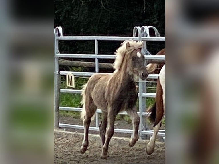 Icelandic Horse Stallion 1 year 14 hh Champagne in Fulda