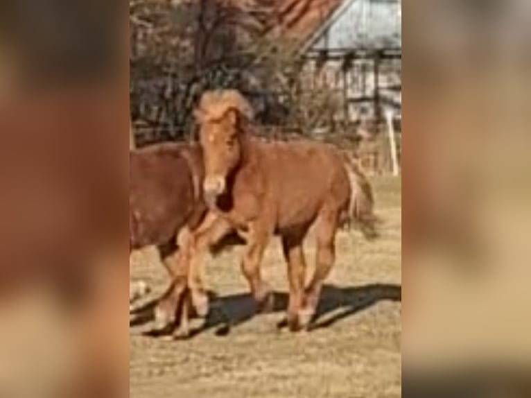 Icelandic Horse Stallion 1 year 14 hh Chestnut-Red in Sankt Peter-Ording