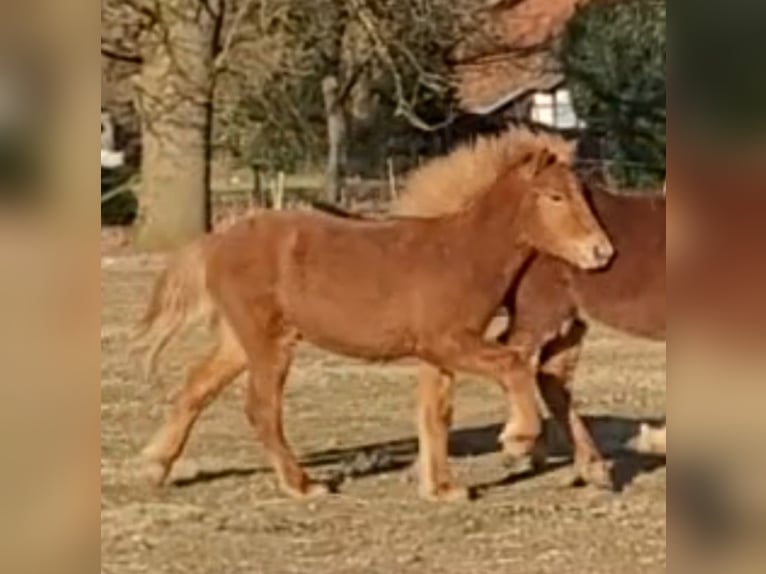 Icelandic Horse Stallion 1 year 14 hh Chestnut-Red in Sankt Peter-Ording