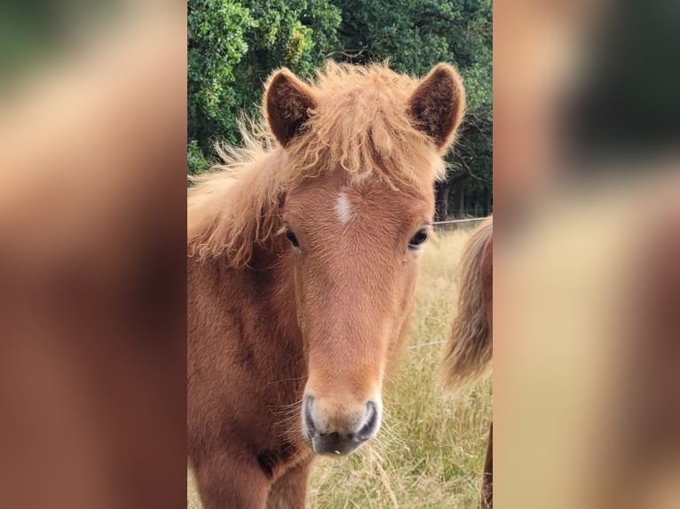 Icelandic Horse Stallion 1 year 14 hh Chestnut-Red in Sankt Peter-Ording