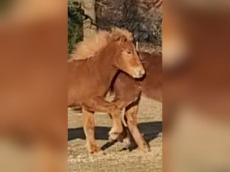 Icelandic Horse Stallion 1 year 14 hh Chestnut-Red in Sankt Peter-Ording