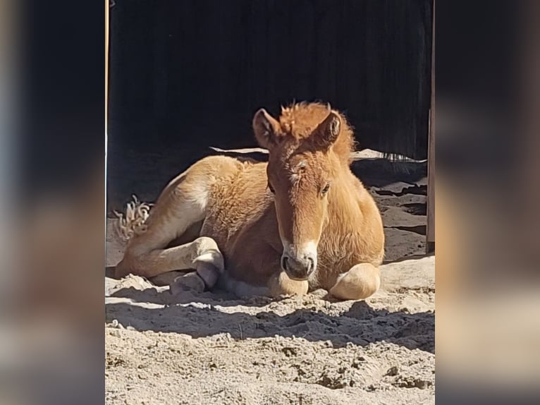 Icelandic Horse Stallion 1 year 14 hh Chestnut-Red in Sankt Peter-Ording
