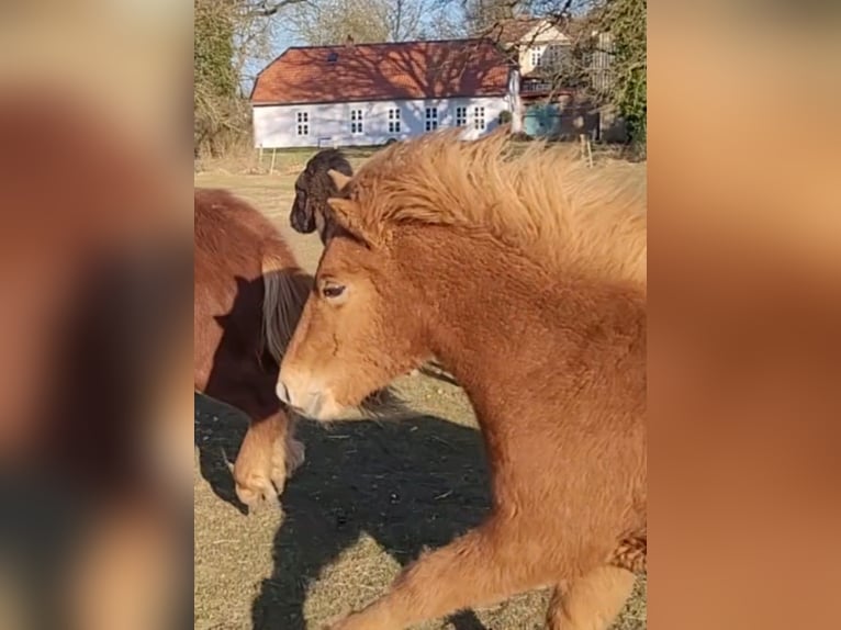 Icelandic Horse Stallion 1 year 14 hh Chestnut-Red in Sankt Peter-Ording