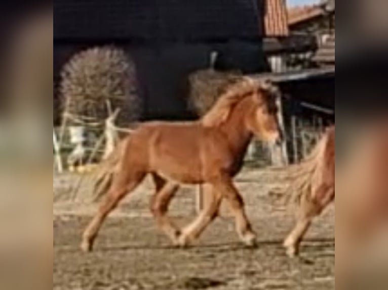 Icelandic Horse Stallion 1 year 14 hh Chestnut-Red in Sankt Peter-Ording
