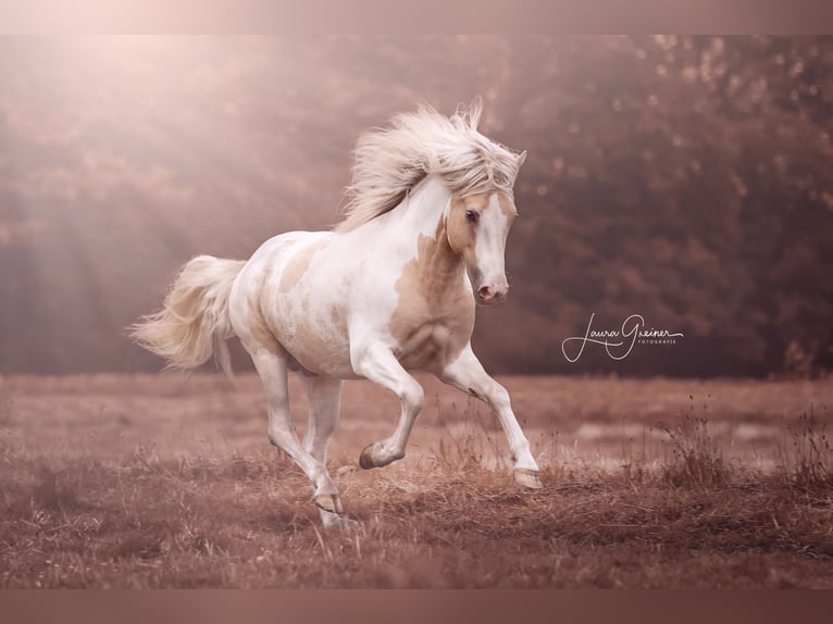 Icelandic Horse Stallion 1 year 14 hh Pinto in Freren
